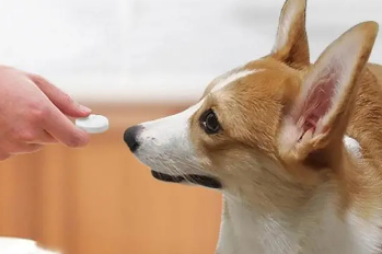 狗狗益生菌多久吃一次最好