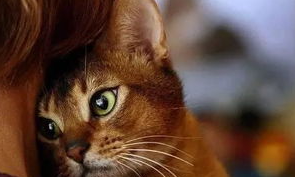 猫奴注意,喵星人临产前六个特征! 猫奴注意,喵星人临产前六个特征!