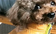 一文详解：小泰迪会流眼泪是否与生俱来就会有的？