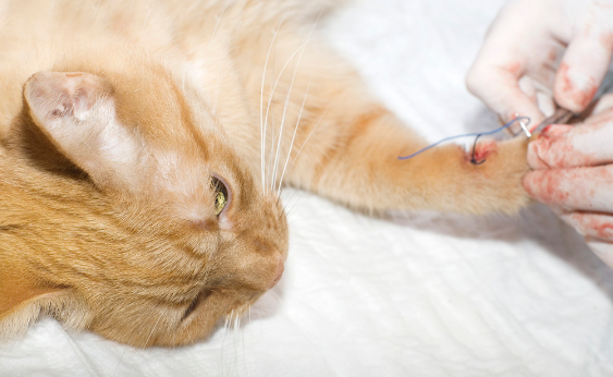 猫被猫抓伤了怎么办 猫被猫抓伤了怎么办