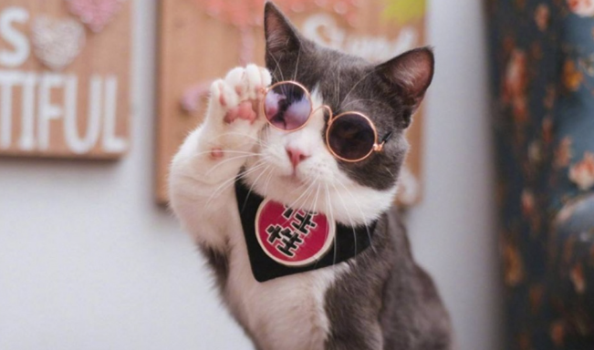 猫咪为什么喜欢躲在箱子里？你家的纸箱子上“长猫”了吗？