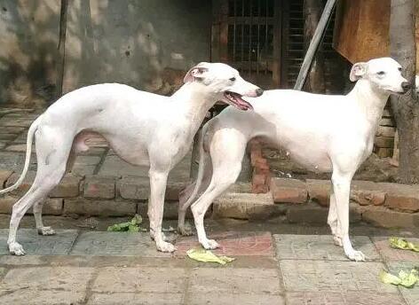 犬前腿o型腿如何纠正，格力犬补钙补锌能纠正o型腿吗