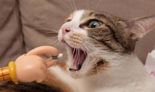 猫咪临床用药的注意事项,宠物那些事儿! 猫咪临床用药的注意事项,宠物那些事儿!