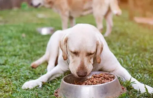 为什么有些狗狗不挑食