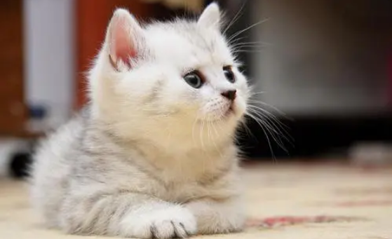 猫咪可能得了猫鼻支如何有效治疗?能治好吗?
