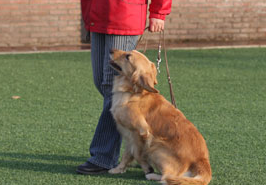 狗狗随行怎么训练？