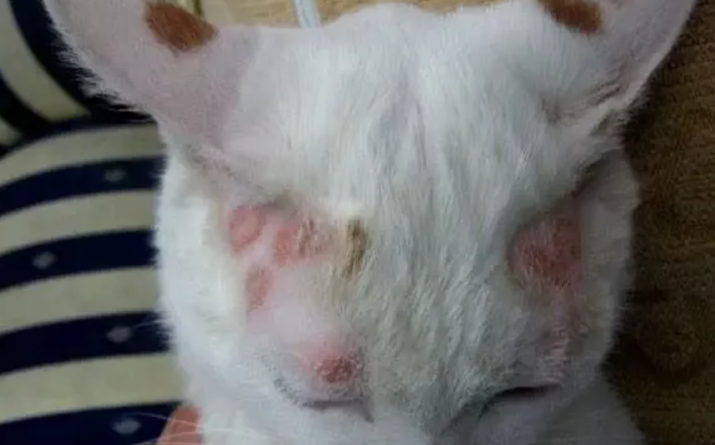 猫癣的症状是什么？如何治疗猫癣？