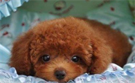 4至5个月泰迪犬驯养？怎样训练四个月小泰迪