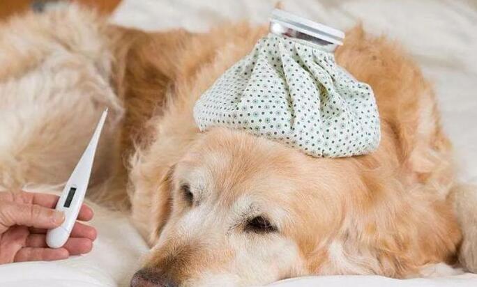 狗狗感冒不要吃物品能灌吗