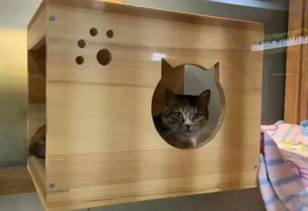寄养宠物猫多少钱一天