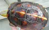 黄缘闭壳龟怕冷吗?黄缘闭壳龟冬眠怎么养?