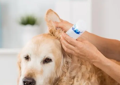 犬外耳炎如何治疗?不妨来看看吧 犬外耳炎如何治疗?不妨来看看吧