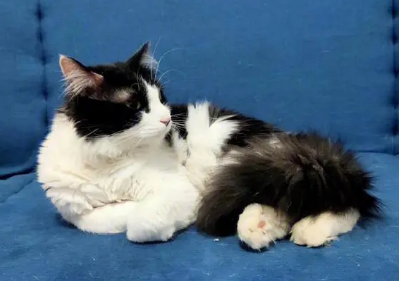 猫咪为什么会养不熟 猫咪为什么会养不熟