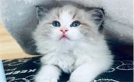传统系山猫纹布偶