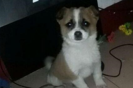  昨天喂食的狗狗今天出事儿了，实在忍不住了