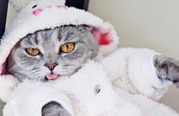 猫关节病的诊断与治疗科普，养猫必看！
