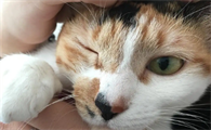 猫咪一只眼睛睁不开是怎么回事？