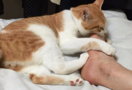 猫咪为什么突然咬人脚后跟了
