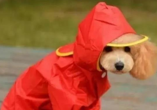 大暴雨气温，你必须掌握的养宠物专业知识！