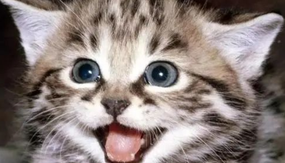 猫咪七七真的会笑吗