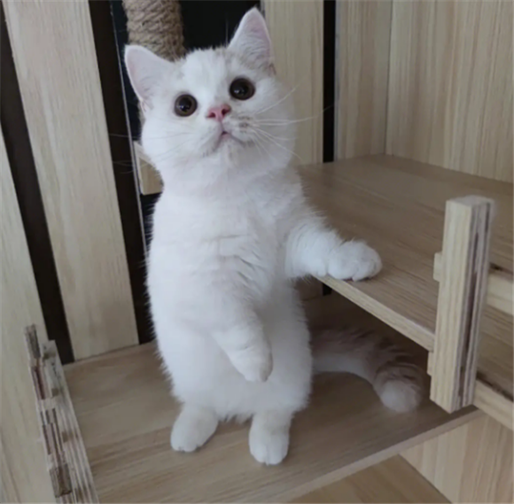 国内曼基康矮脚猫舍
