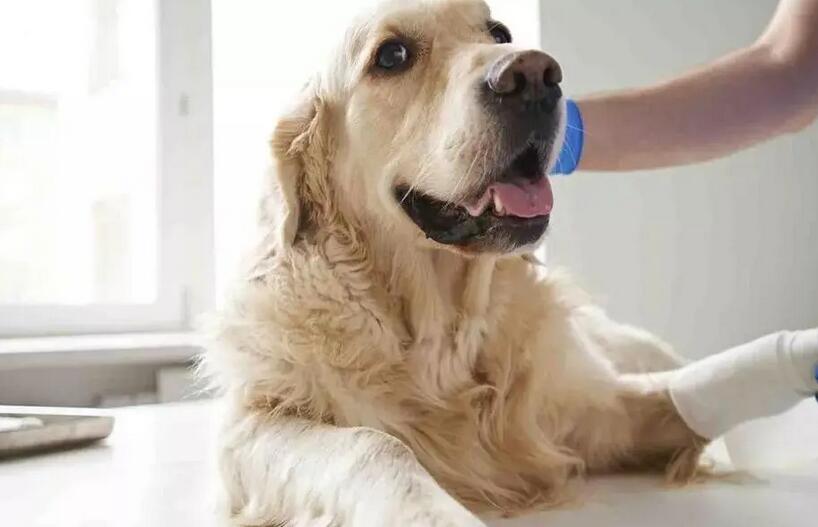 犬破伤风病的病因与治疗方法 犬破伤风病的病因与治疗方法