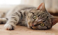 猫应激反应几天能好起来