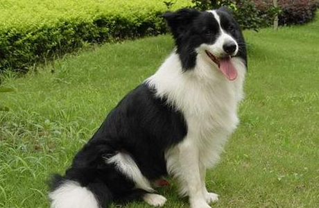 边境牧羊犬没有食欲该怎么办?边牧吃少物品会死吗 边境牧羊犬没有食欲该怎么办?边牧吃少物品会死吗
