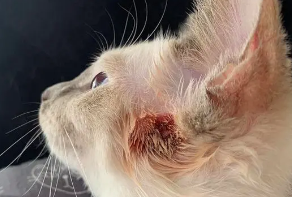 猫皮肤病怎么治疗效果好