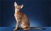 埃及猫多少钱一只