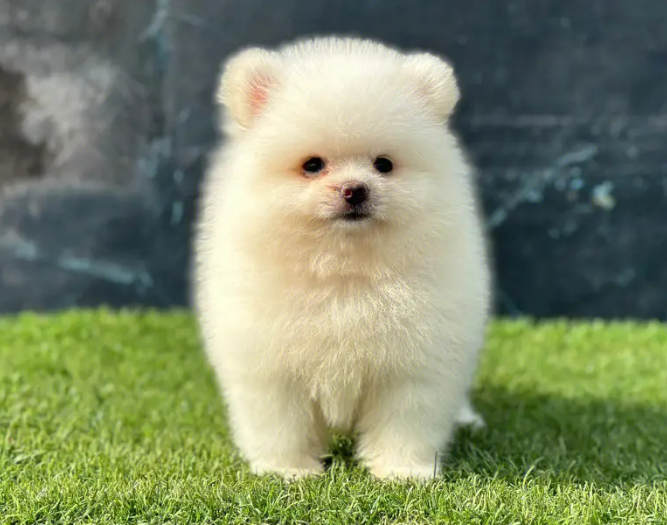 博美犬喜欢被抱吗？
