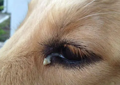 狗狗为什么很多眼屎呢 狗狗为什么很多眼屎呢