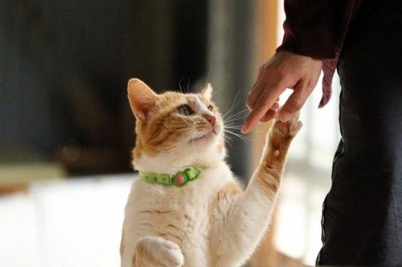 如何训练猫咪？让猫猫听从召唤？