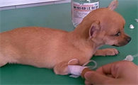 犬细小有什么危害啊