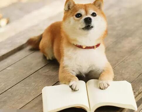训犬教程:狗狗学习培训超级技能的4个流程! 训犬教程:狗狗学习培训超级技能的4个流程!
