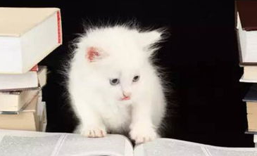 为什么猫咪不听话？训练猫咪的最佳方法！