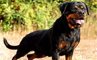 罗威纳犬图片价格
