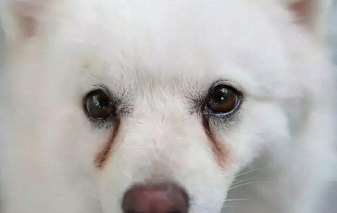 狗狗泪痕严重的几大原因,你都知道吗