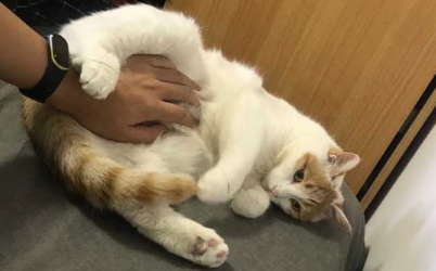 猫咪露肚子是不是求摸？
