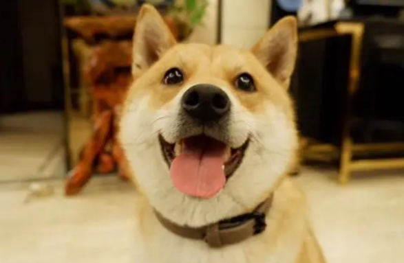 狗狗不听话应该怎么办？在家里训炼小狗的几个方法！