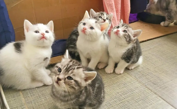 饲养很多宠物猫造成家庭的混乱排泄该如何处理？