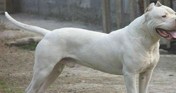 打得过比特犬的五种狗狗,藏獒入选! 打得过比特犬的五种狗狗,藏獒入选!