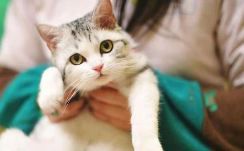 带你了解宠物猫癣病的诊断与治疗!