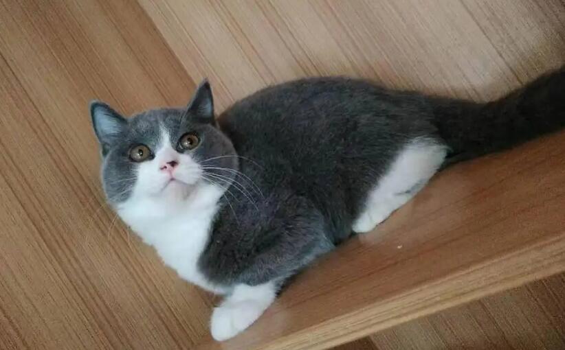 正宗英短猫一般价格图片