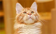 猫咪训练中常常会出现的错误观念,看看这次你又中了几条?