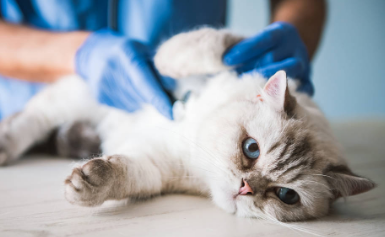 猫咪拉稀便便里还有血是什么原因引起的