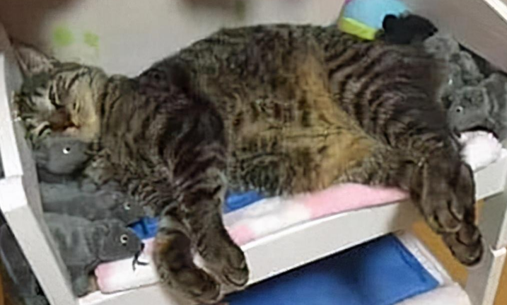 猫咪躺着睡觉，却发现身上越来越重，醒来的反应过于真实了