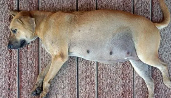 母犬产后抽搦症如何治疗？