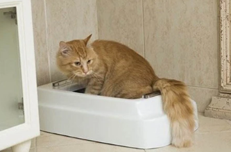 猫咪腹泻但是精神很好吃什么药好? 猫咪腹泻但是精神很好吃什么药好?