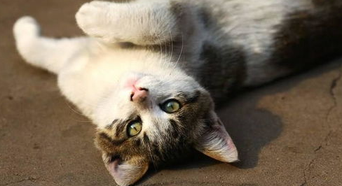 如何训练你的猫咪与众不同？猫咪训练！